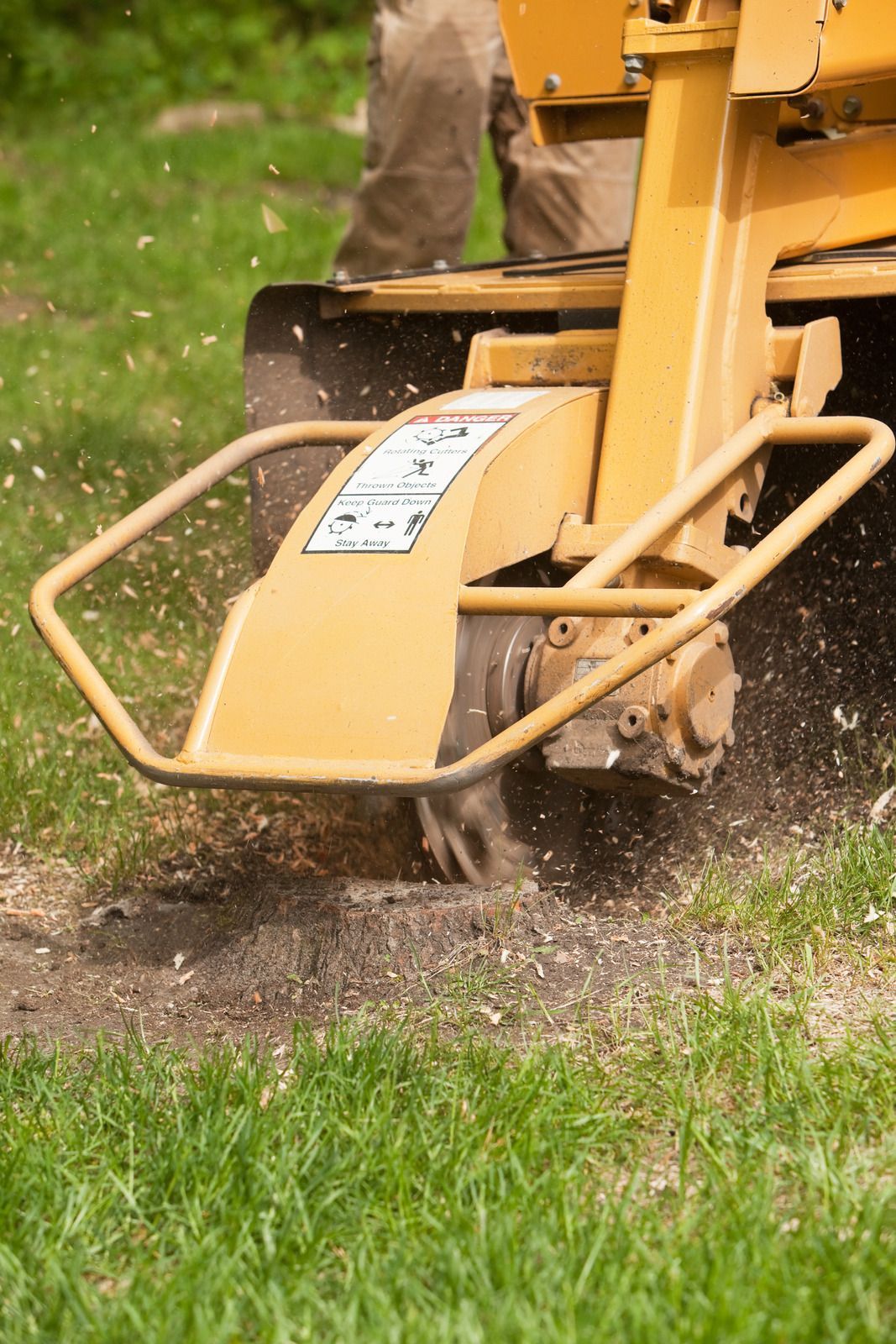 Yellow stump grinder in action, grinding a tree stump on grassy ground.