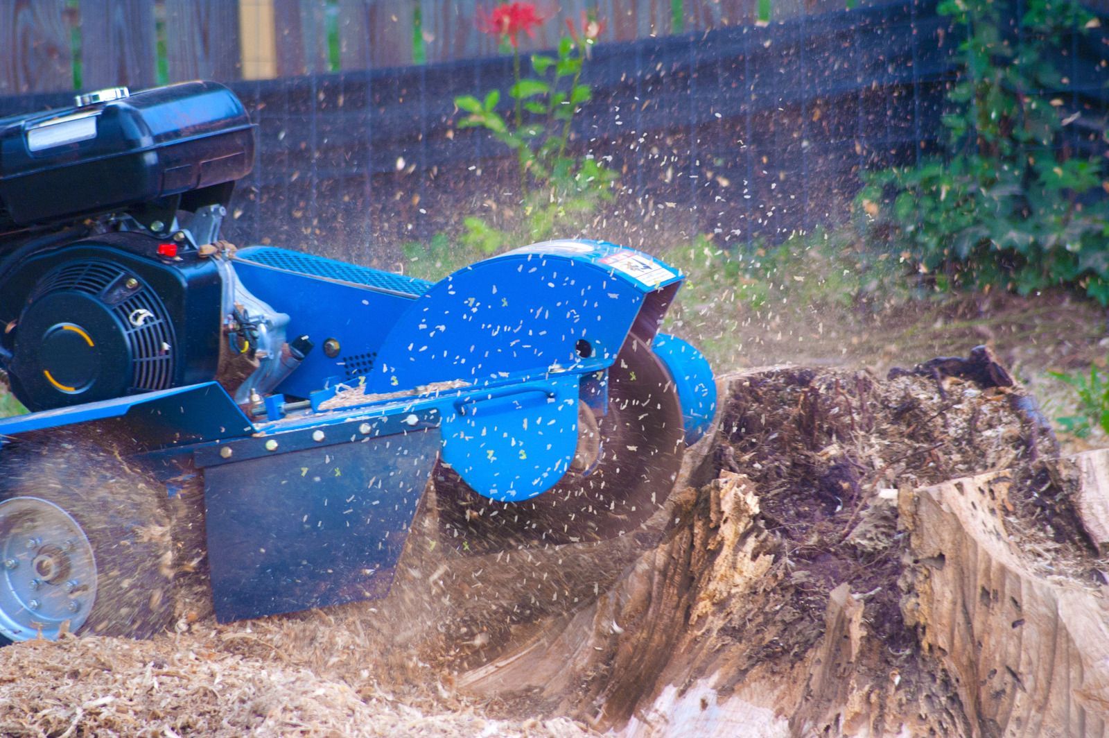 Blue stump grinder grinding a tree stump, generating wood chips in a yard.