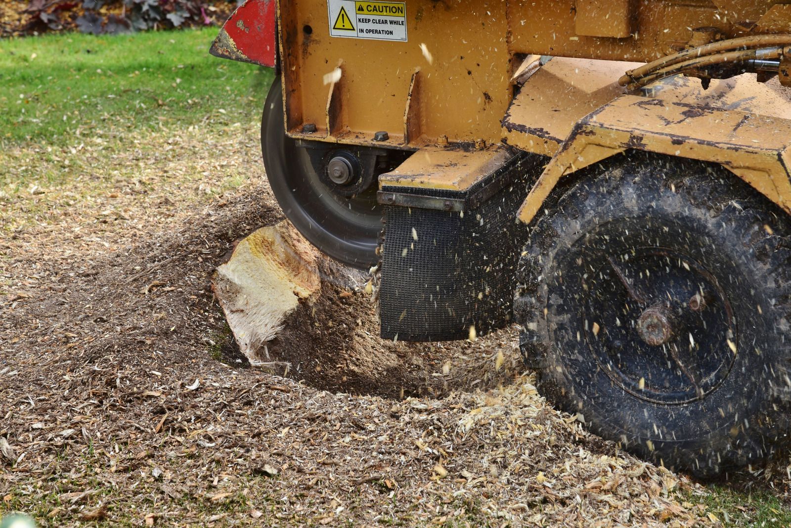 A stump grinder grinding down a tree stump on a grassy lawn, creating wood chips.