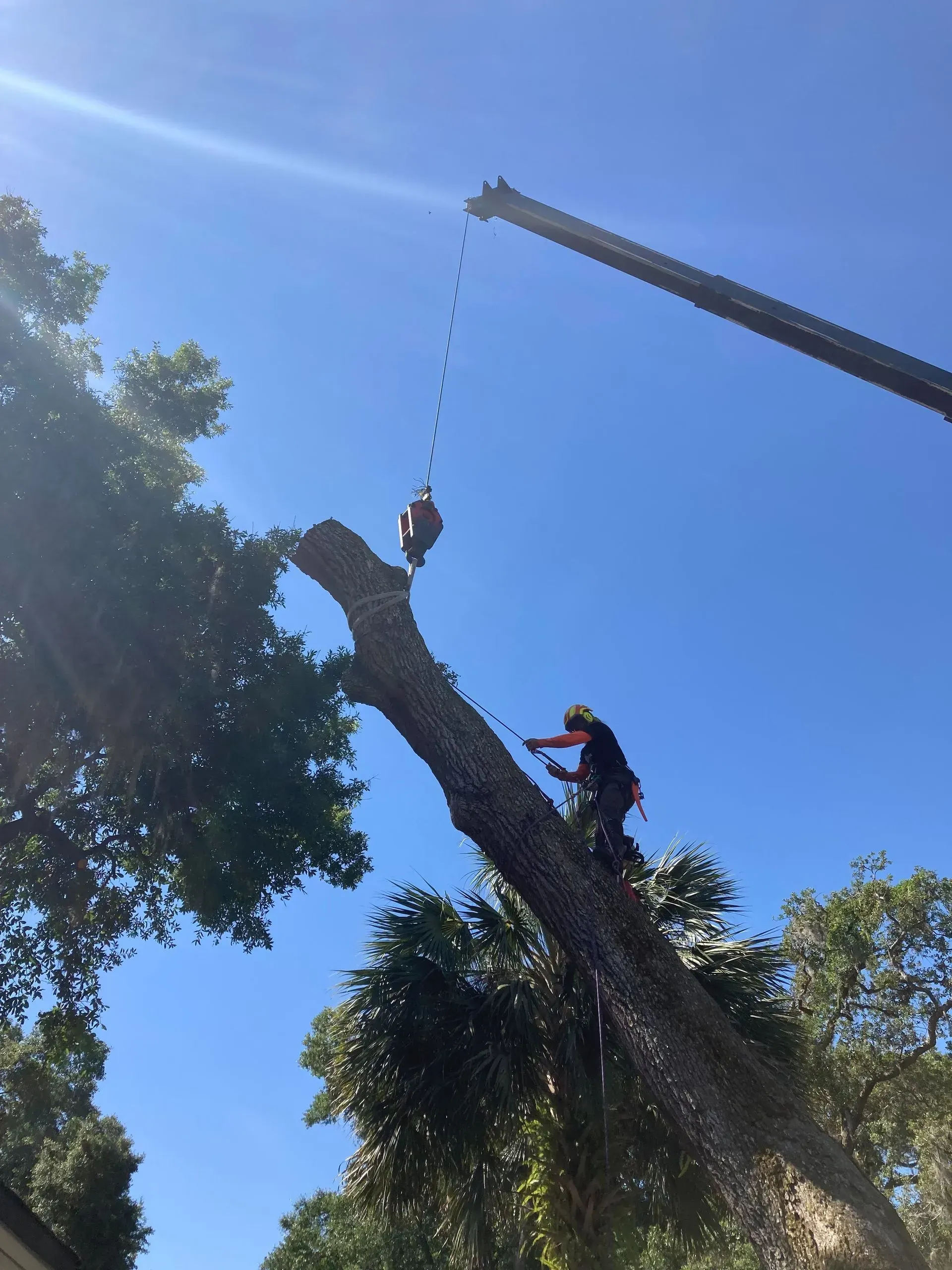 Tree worker cutting a tree branch, crane overhead, bright blue sky.
