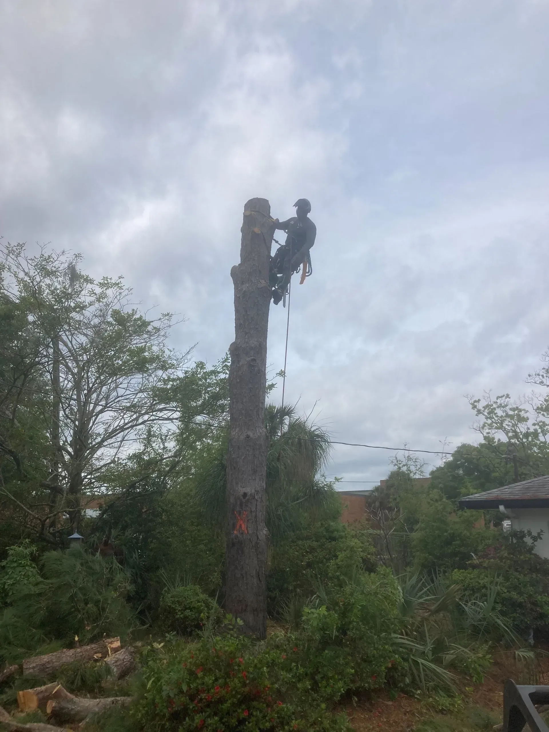 Arborist in harness atop a tree stump under cloudy sky. Bushes and building visible.