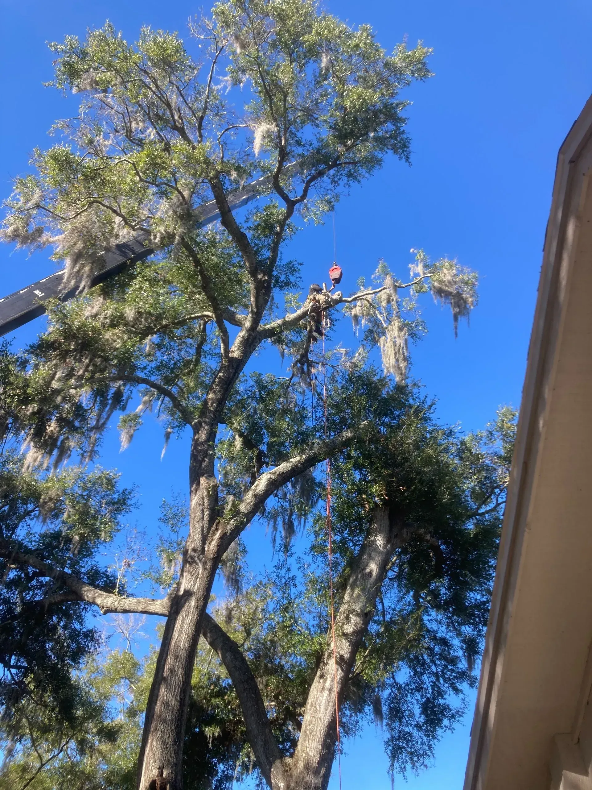 A tree trimmer in a large tree with green leaves and Spanish moss against a blue sky.