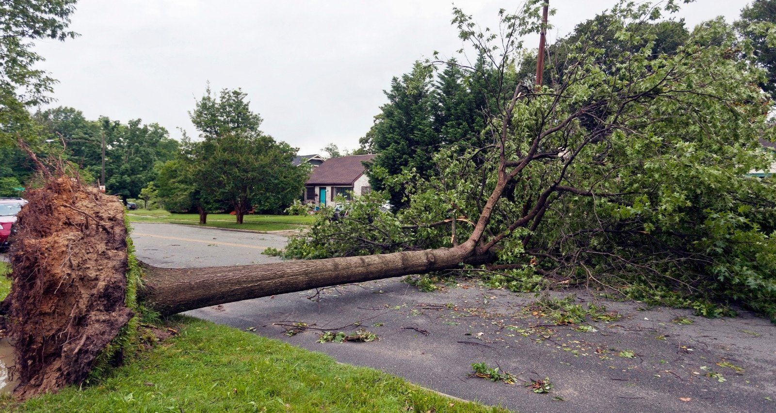 Fallen tree blocks road in residential area after a storm. Roots exposed, green leaves, gray asphalt.