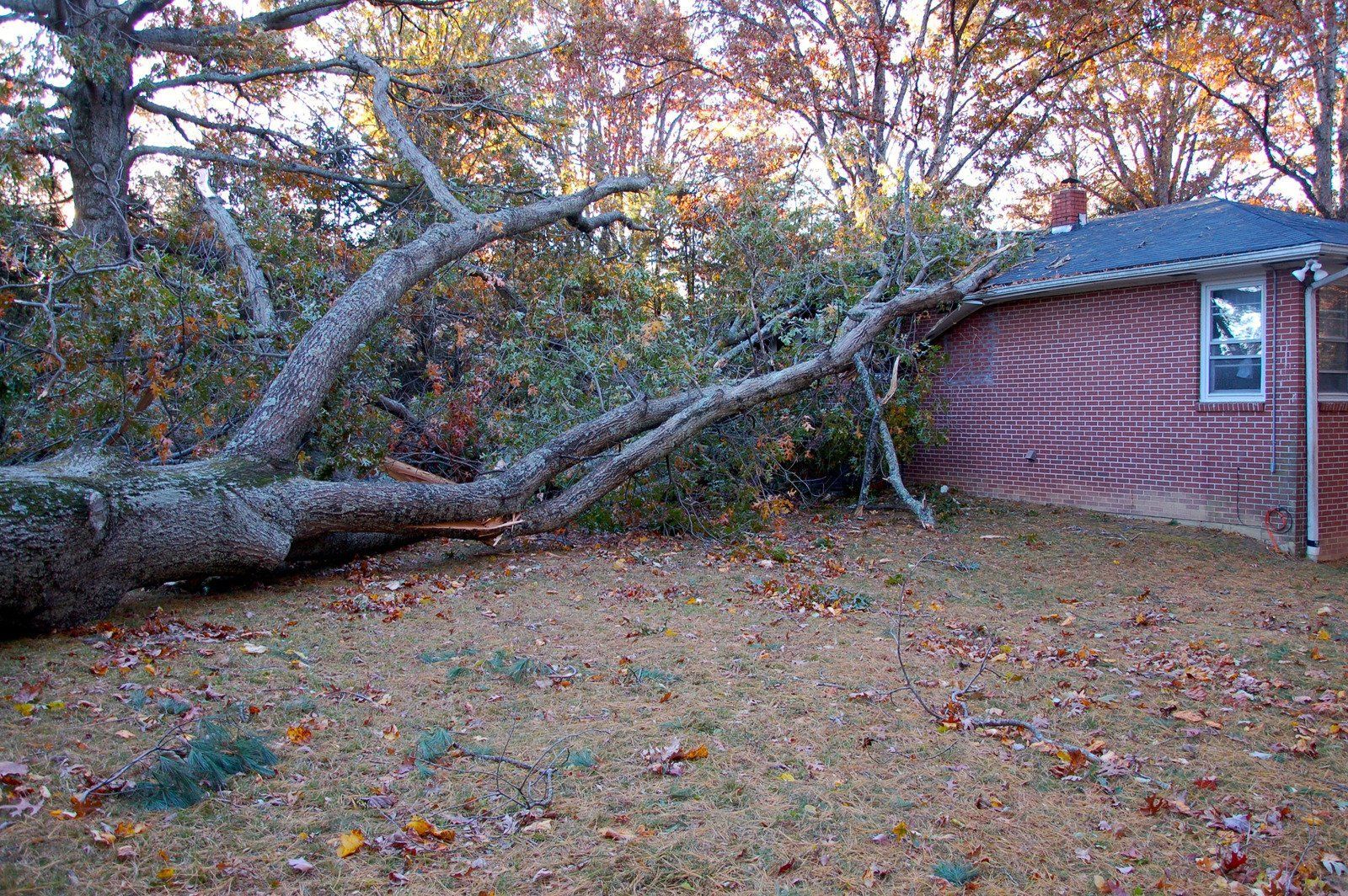 Fallen tree branch resting on a brick house in a yard. Brown leaves, overcast sky.