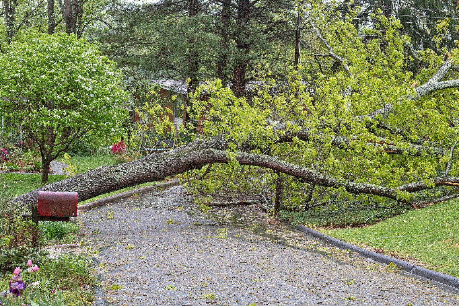 Fallen tree branch blocking a driveway, mailbox in view. Green foliage, gray pavement.