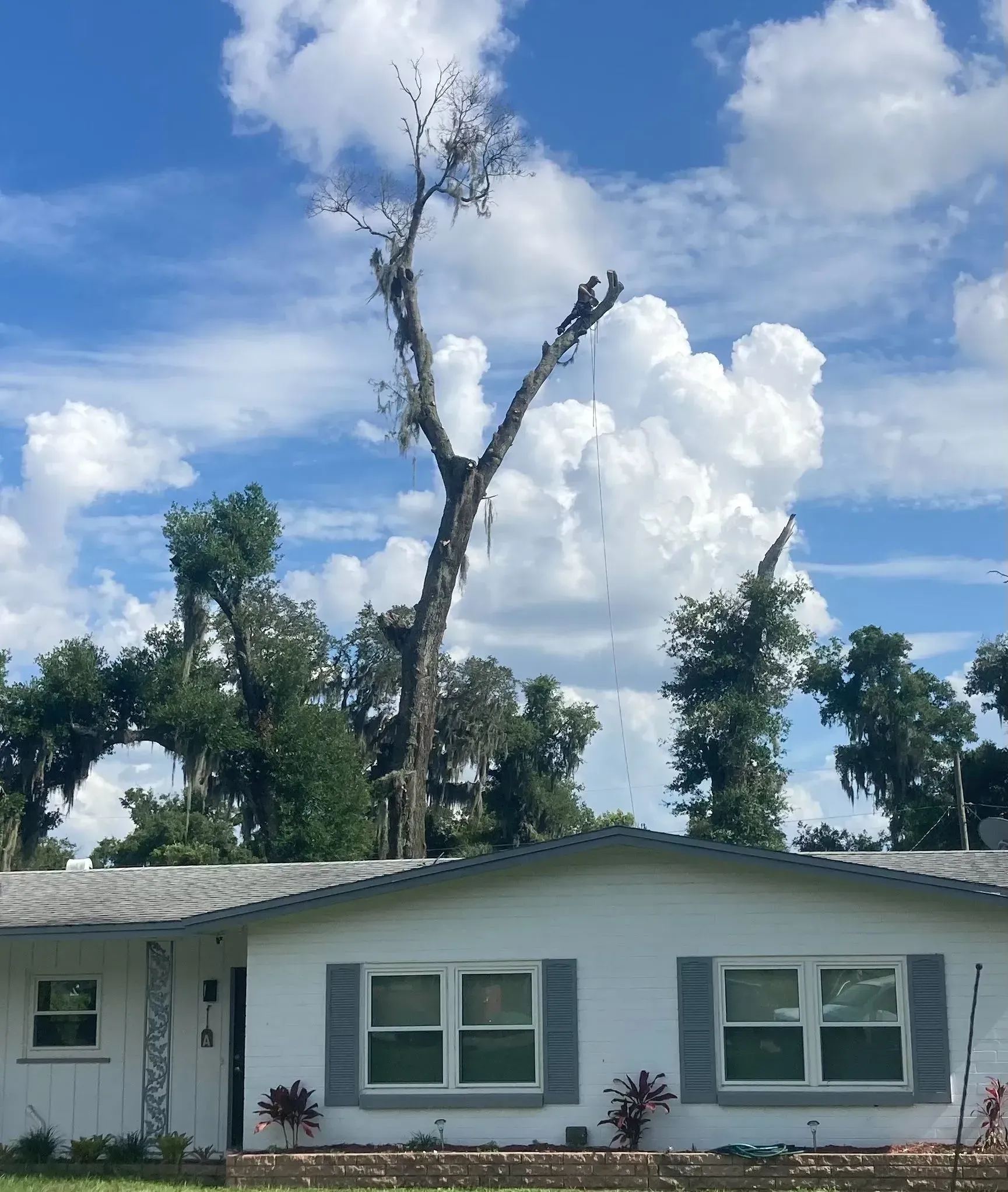 White house with gray shutters, tall tree, puffy clouds, and blue sky.