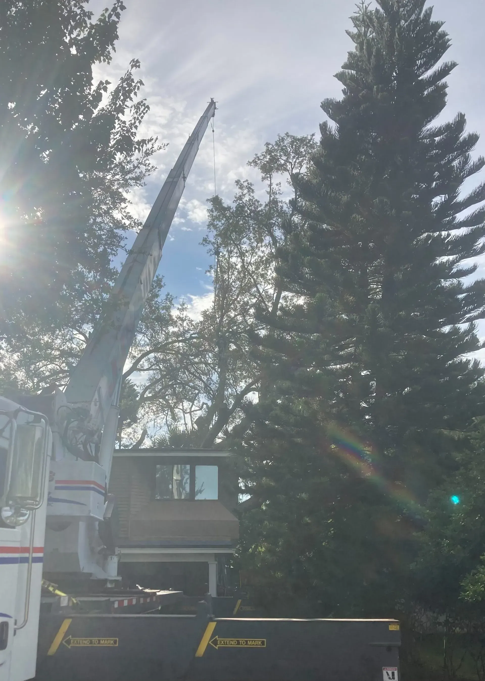 Truck with extended crane trimming a tall tree near a house. Bright sunlight.