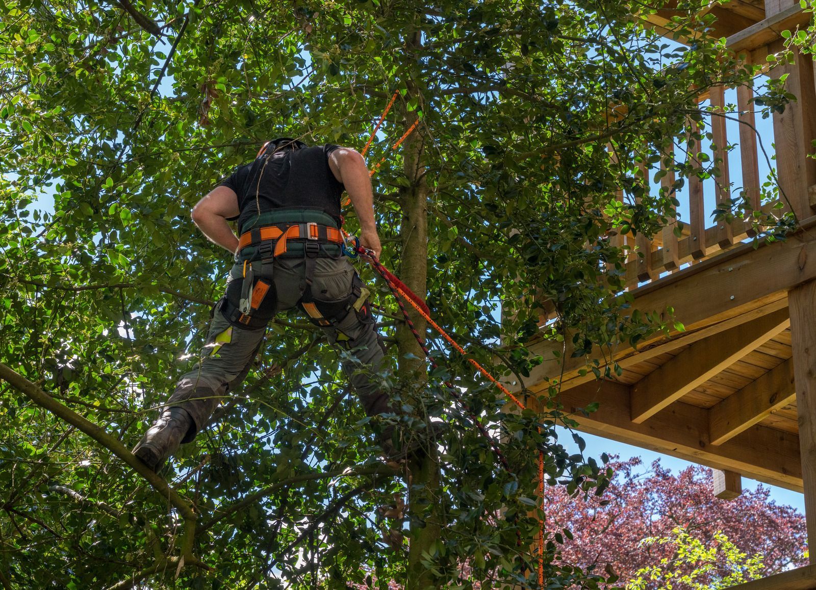 People trimming a tree on a roof, with ladders and a bright blue sky.