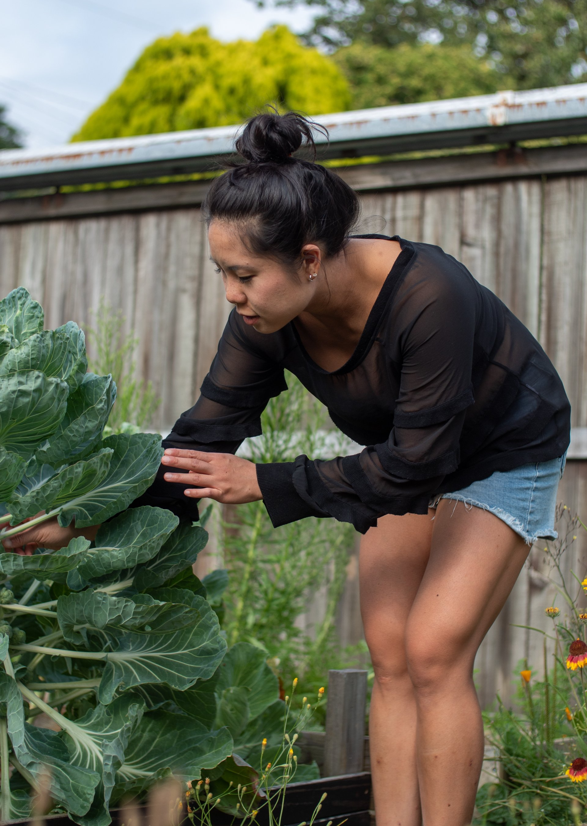Woman tending large leafy plant in a garden, wearing a black shirt and denim shorts, fence in background.