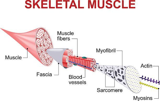 Muscle fiber