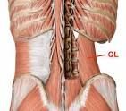 Quadratus Lumborum Muscle