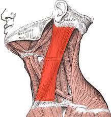 Rhomboid Muscles
