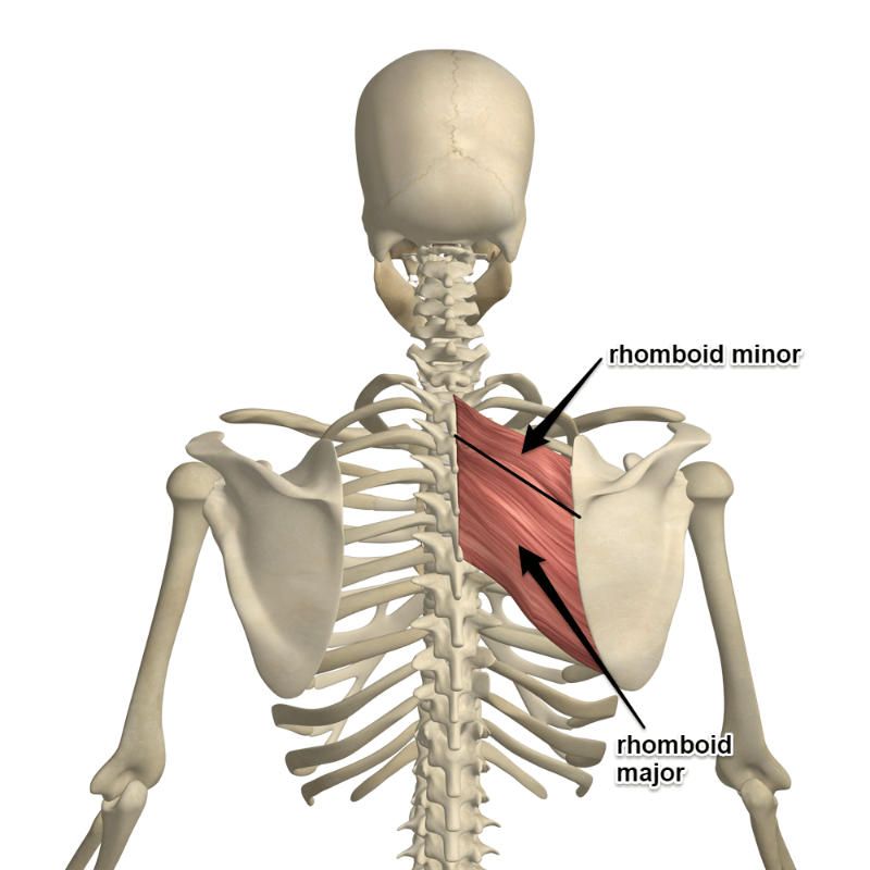 Rhomboid Muscles