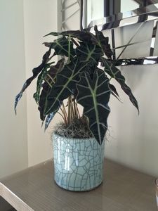 garden galleimagesry