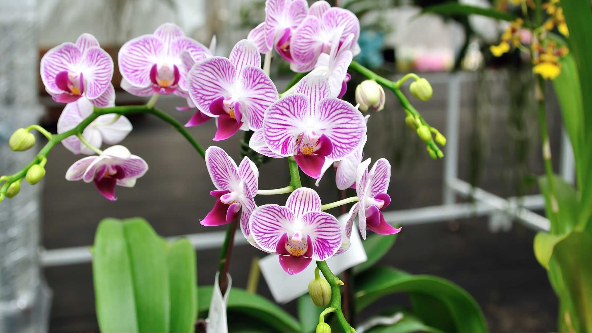 orchids