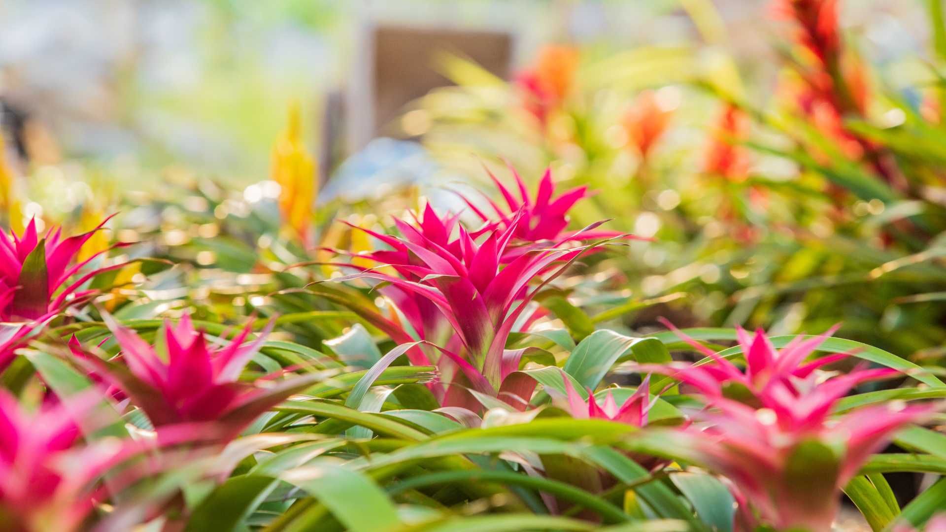bromeliads