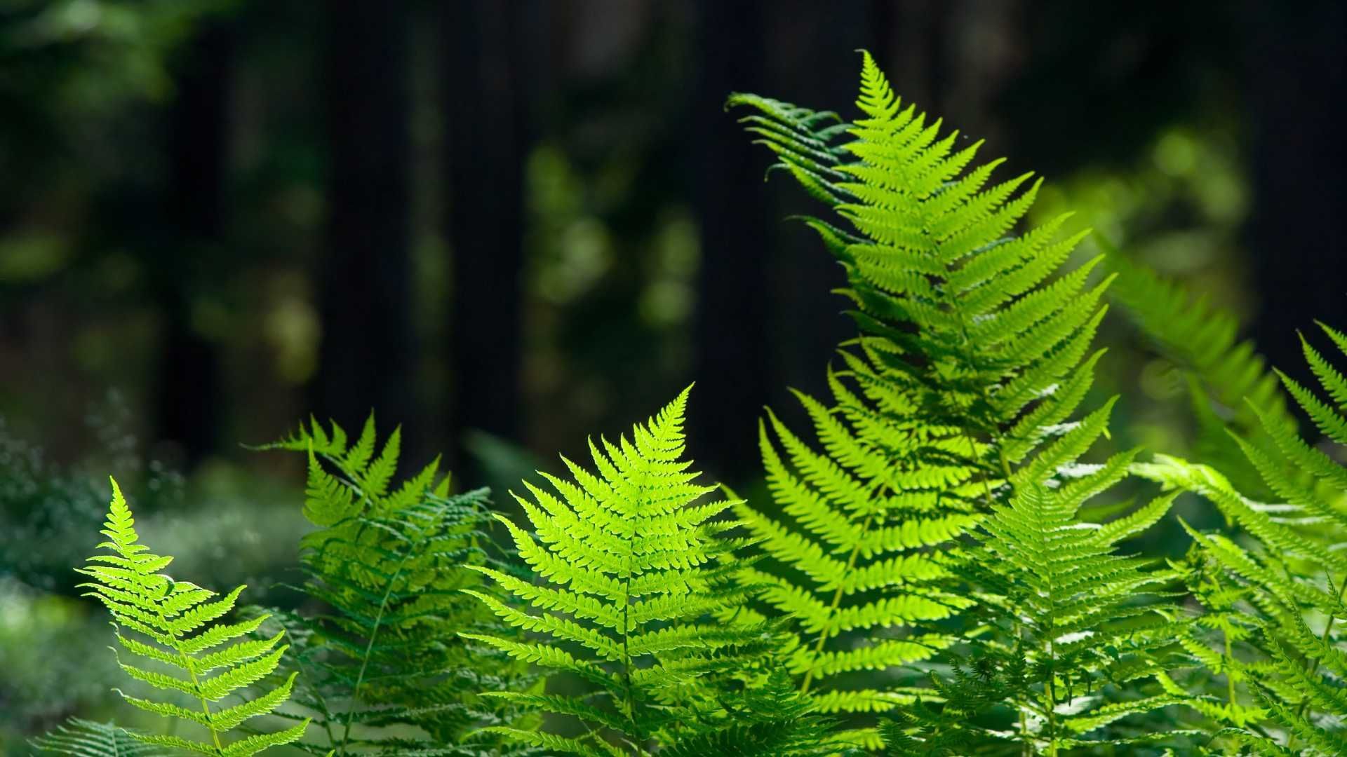 Ferns