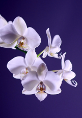 orchids