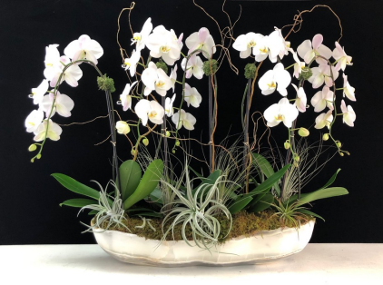 Custom Orchid Arrangements