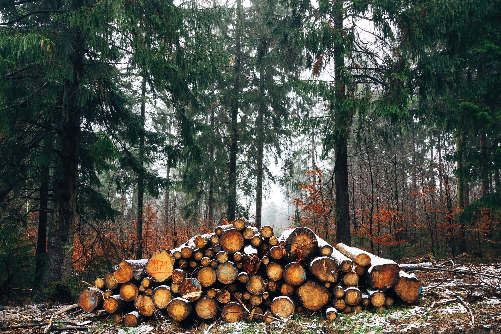 Woodpile In The Misty Forest — Virginia Beach, VA — Bishops Tree Service Inc