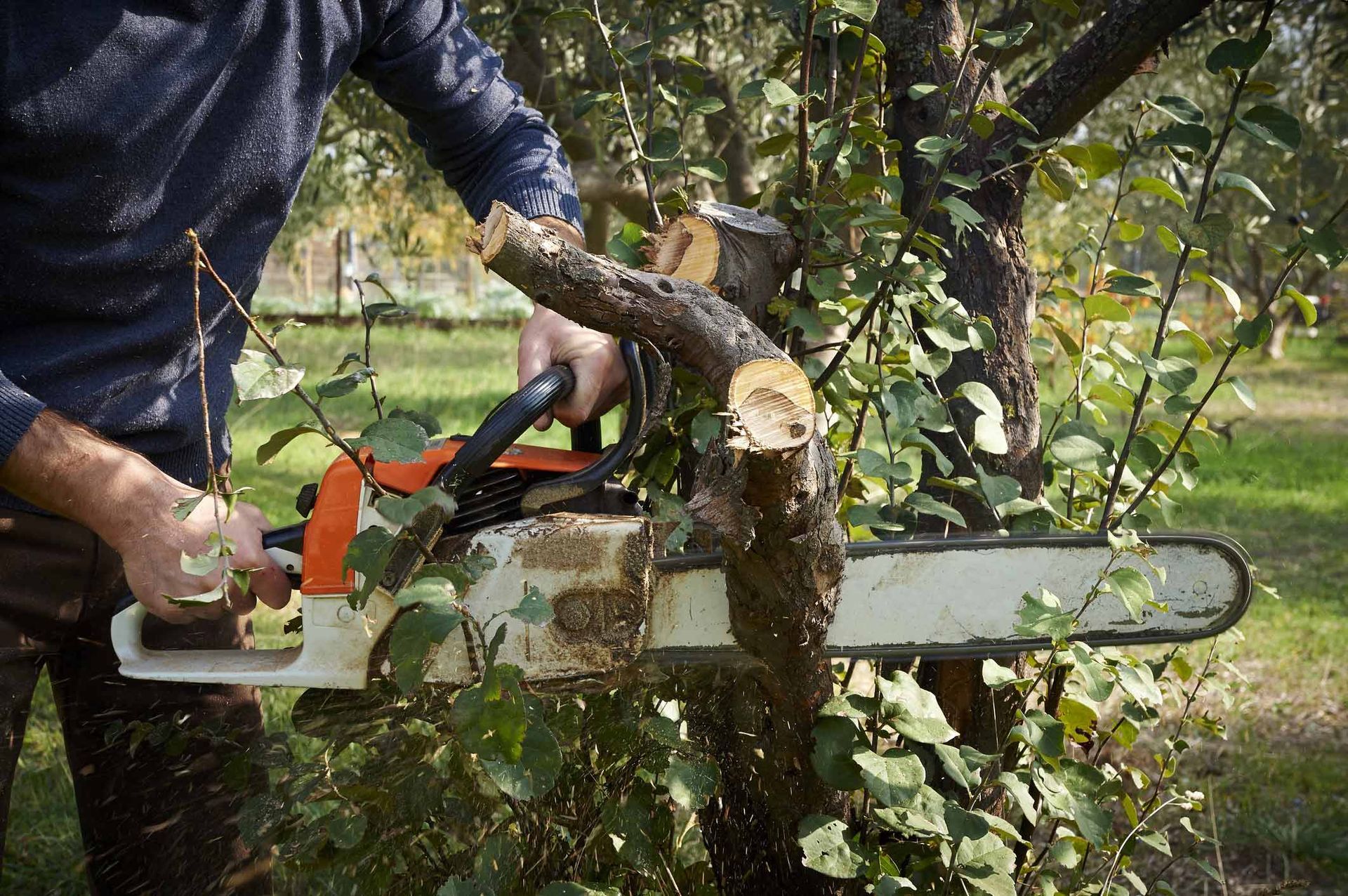 Man Working — Virginia Beach, VA — Bishops Tree Service Inc 