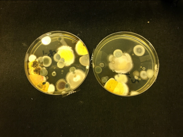 Mold testing Auger plates