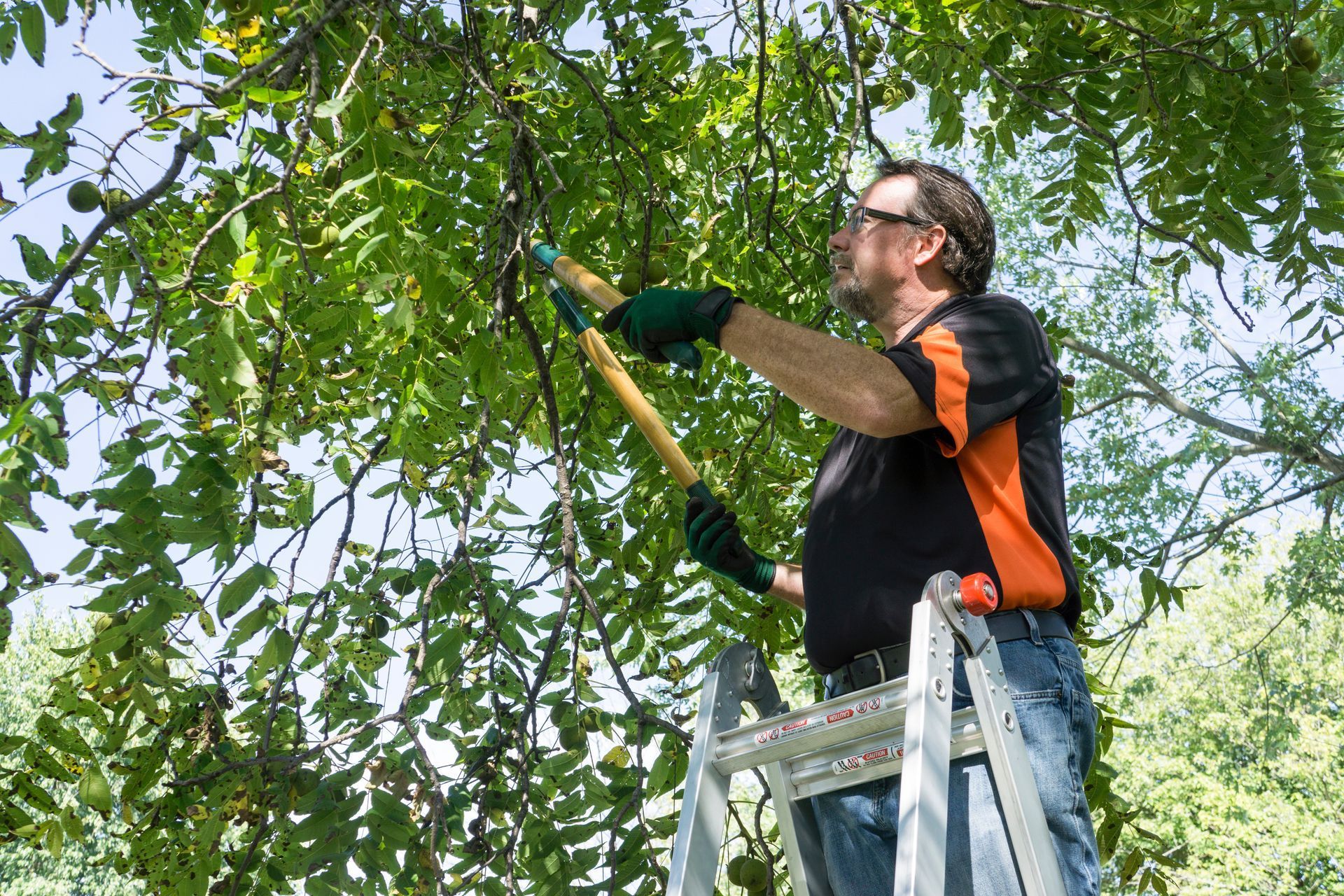 picture of tree trimming and pruning