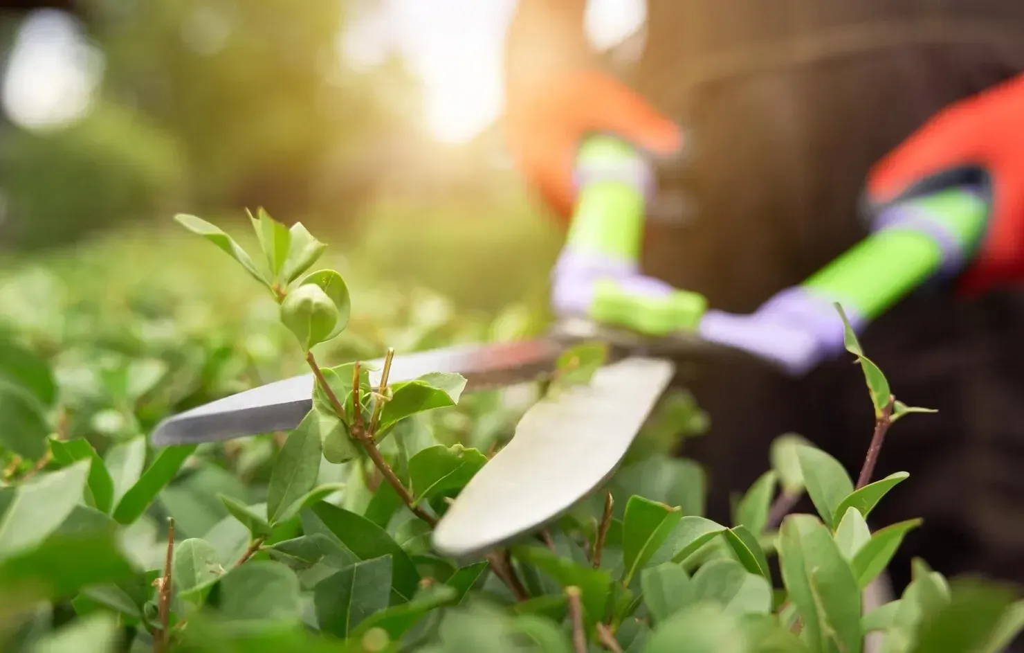 Personne taillant une haie verte avec des cisailles de jardin.