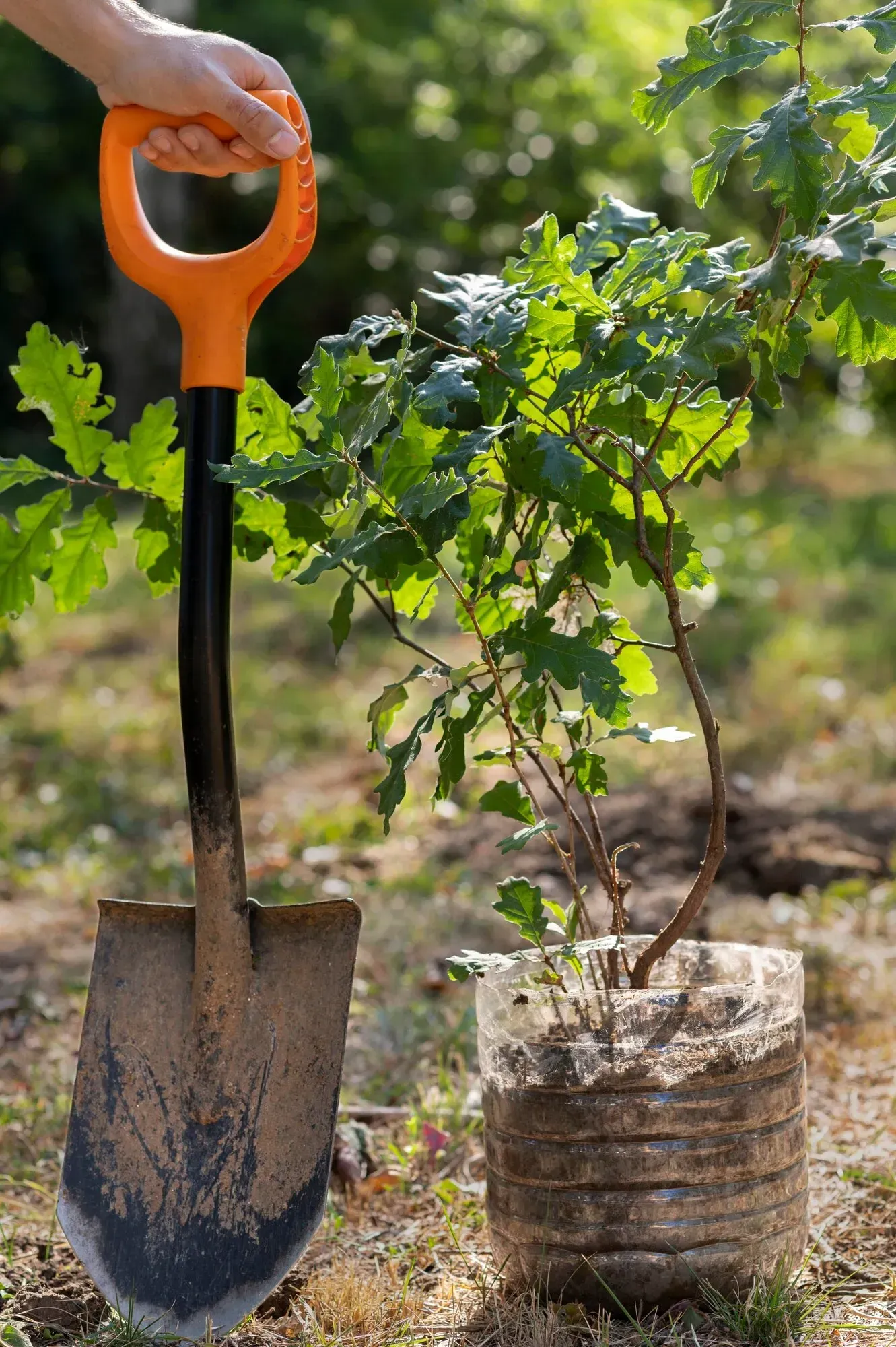 Une main tenant une pelle à manche orange se trouve à côté d'un petit arbre dans un conteneur.