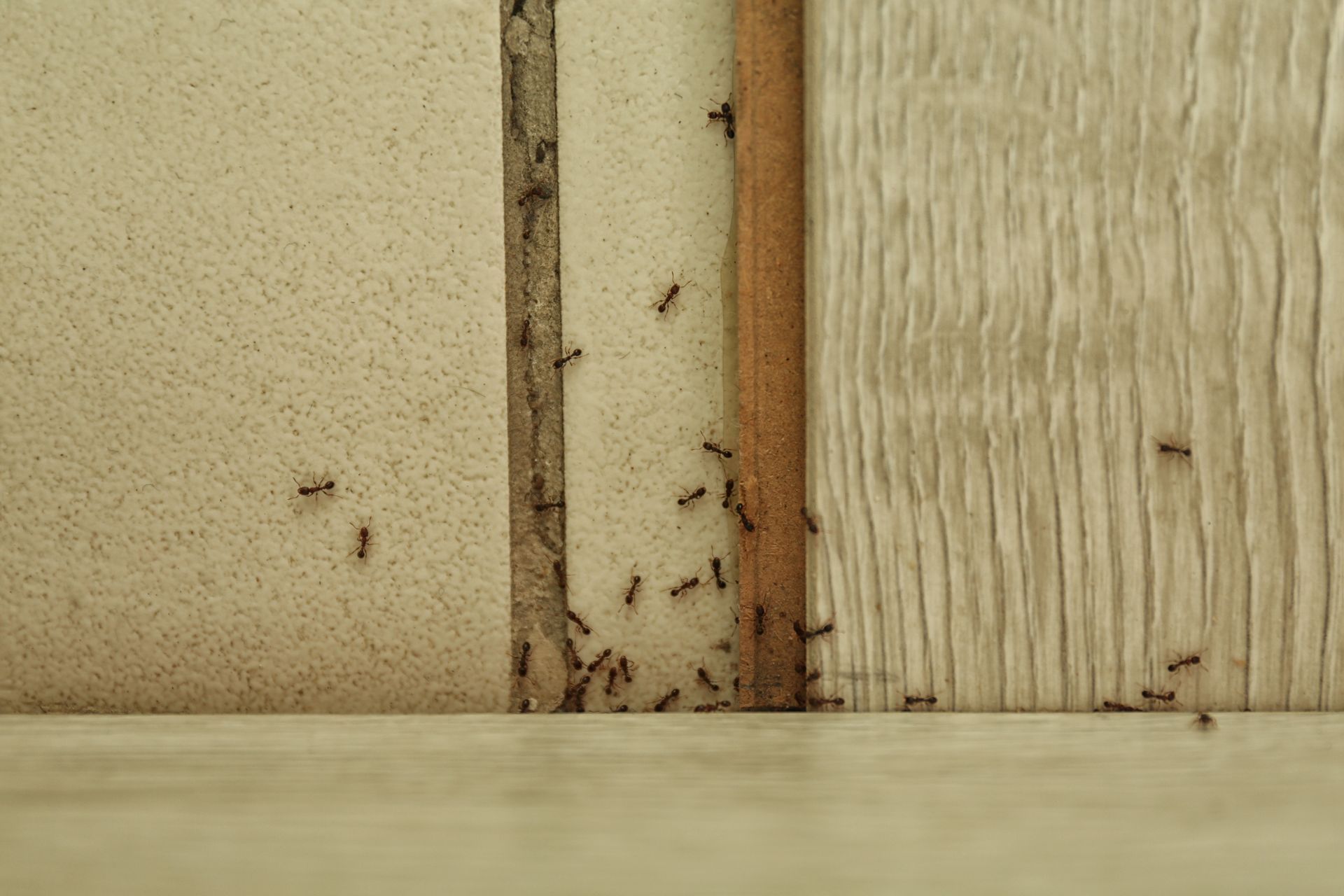 A line of small ants crawling up the intersection of a beige wall and wooden trim.