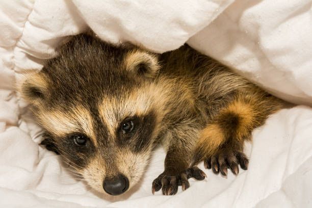 A raccoon is laying under a blanket on a bed.