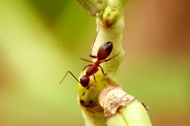 Red ant crawling on a light green plant stem, outdoors.