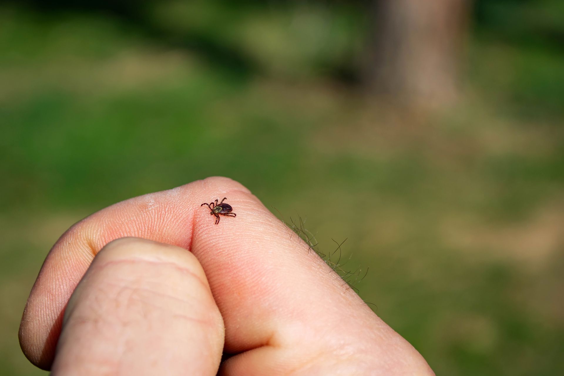 A person is holding a tick on their finger.