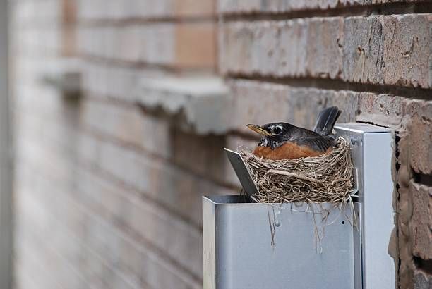 A bird is sitting in a nest on a brick wall.