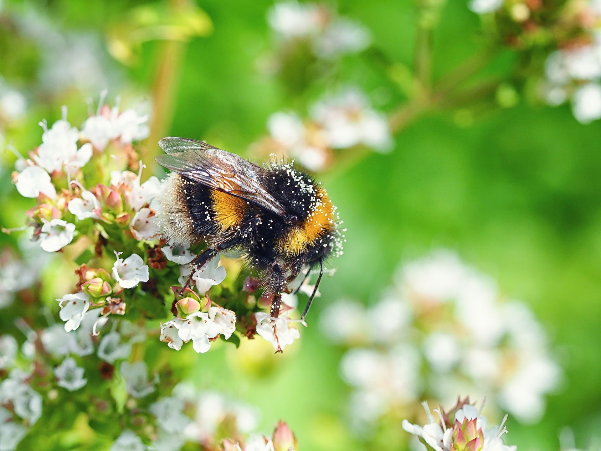 A close up of a bee sitting on a flower.