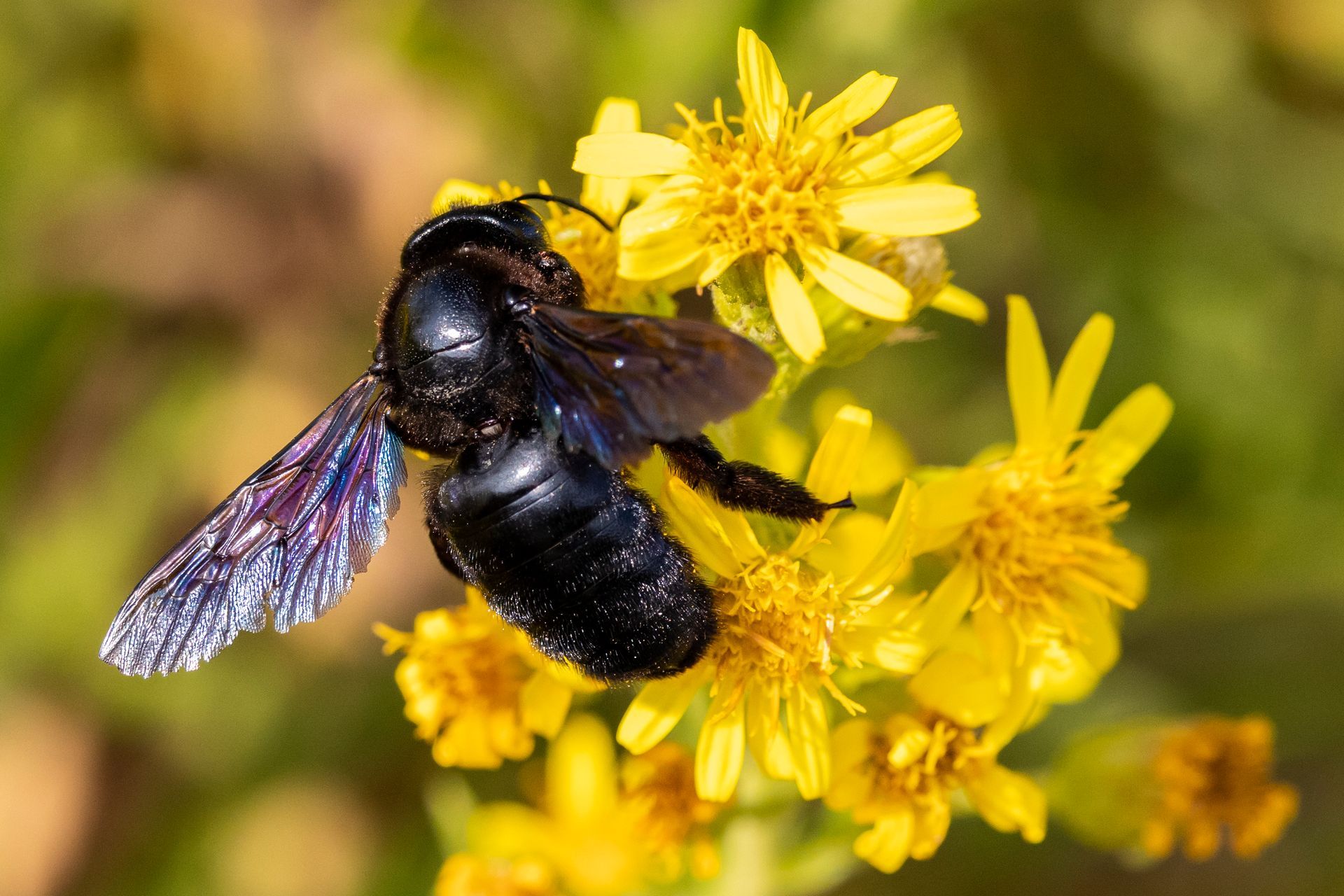 A black bee is sitting on top of a yellow flower.