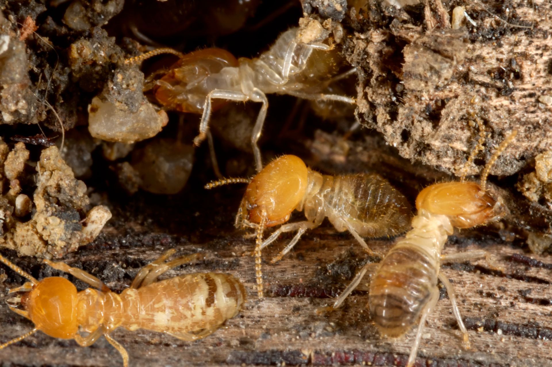 Termites with orange heads and translucent bodies burrowing in wood.