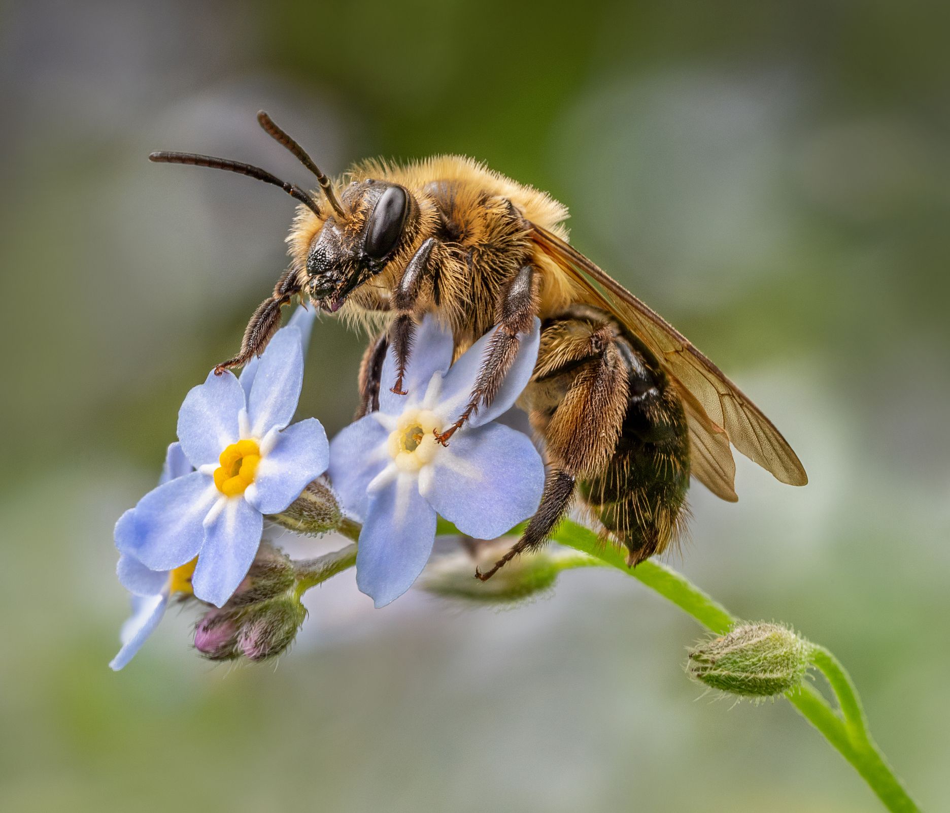 A bee is sitting on a blue flower with a yellow center.