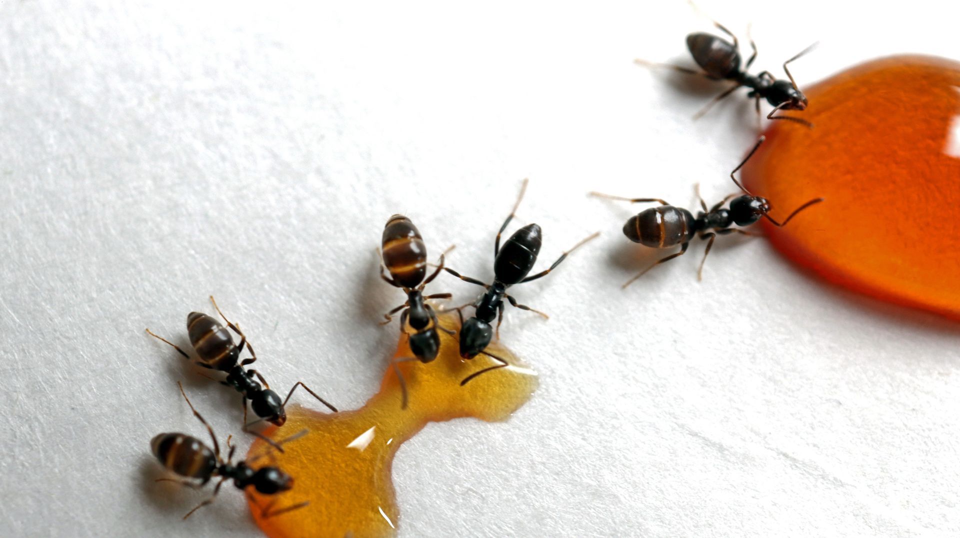 Close-up of a group of ants consuming toxic liquid used to get rid of ants in living spaces.
