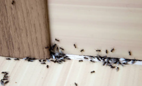 A trail of small black ants gathering along the base of a light-colored wall and floorboard.