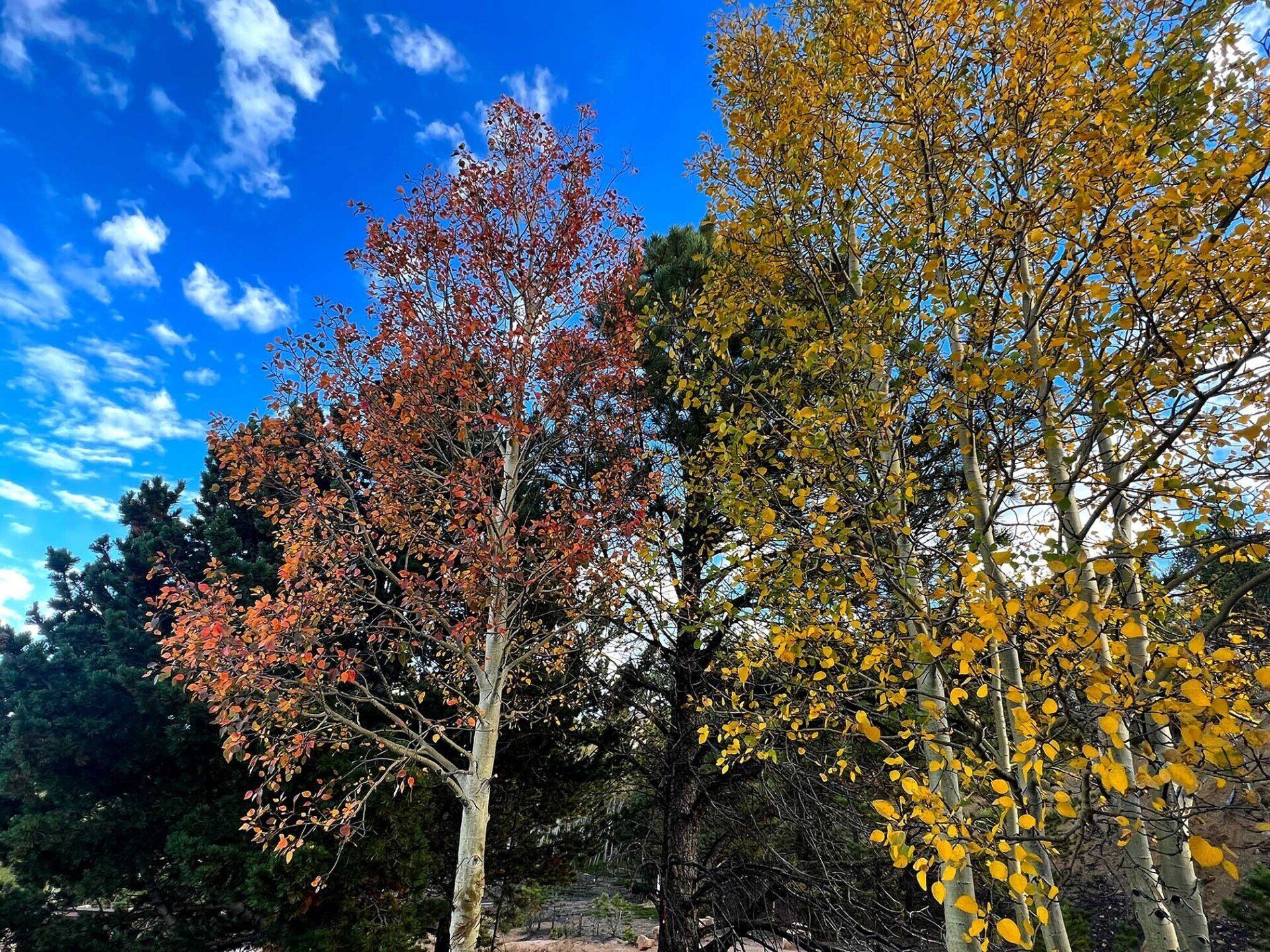 Aspens