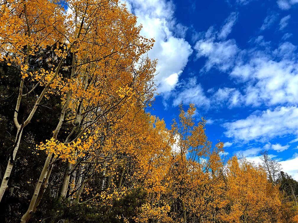 Aspens