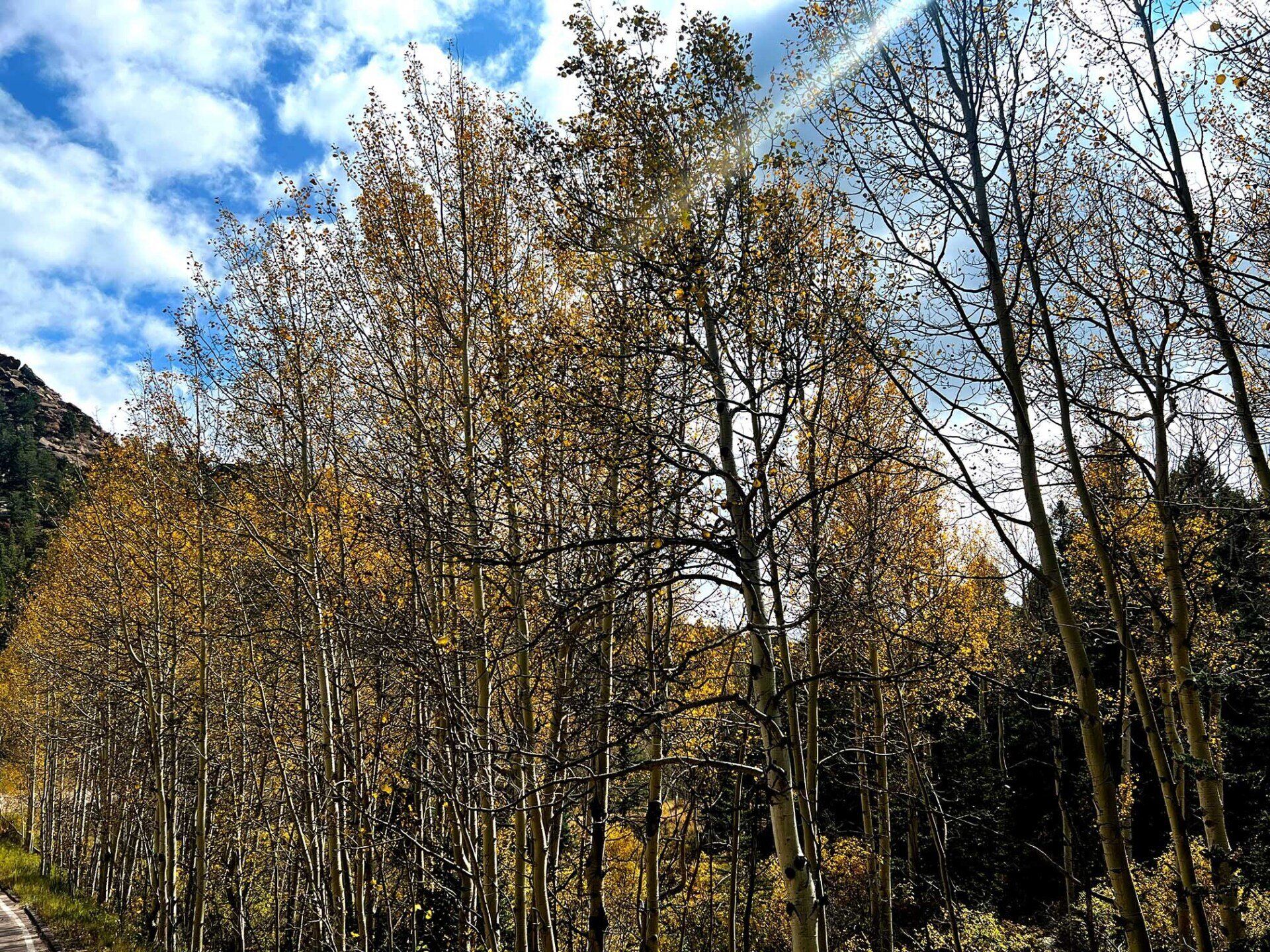 Aspens