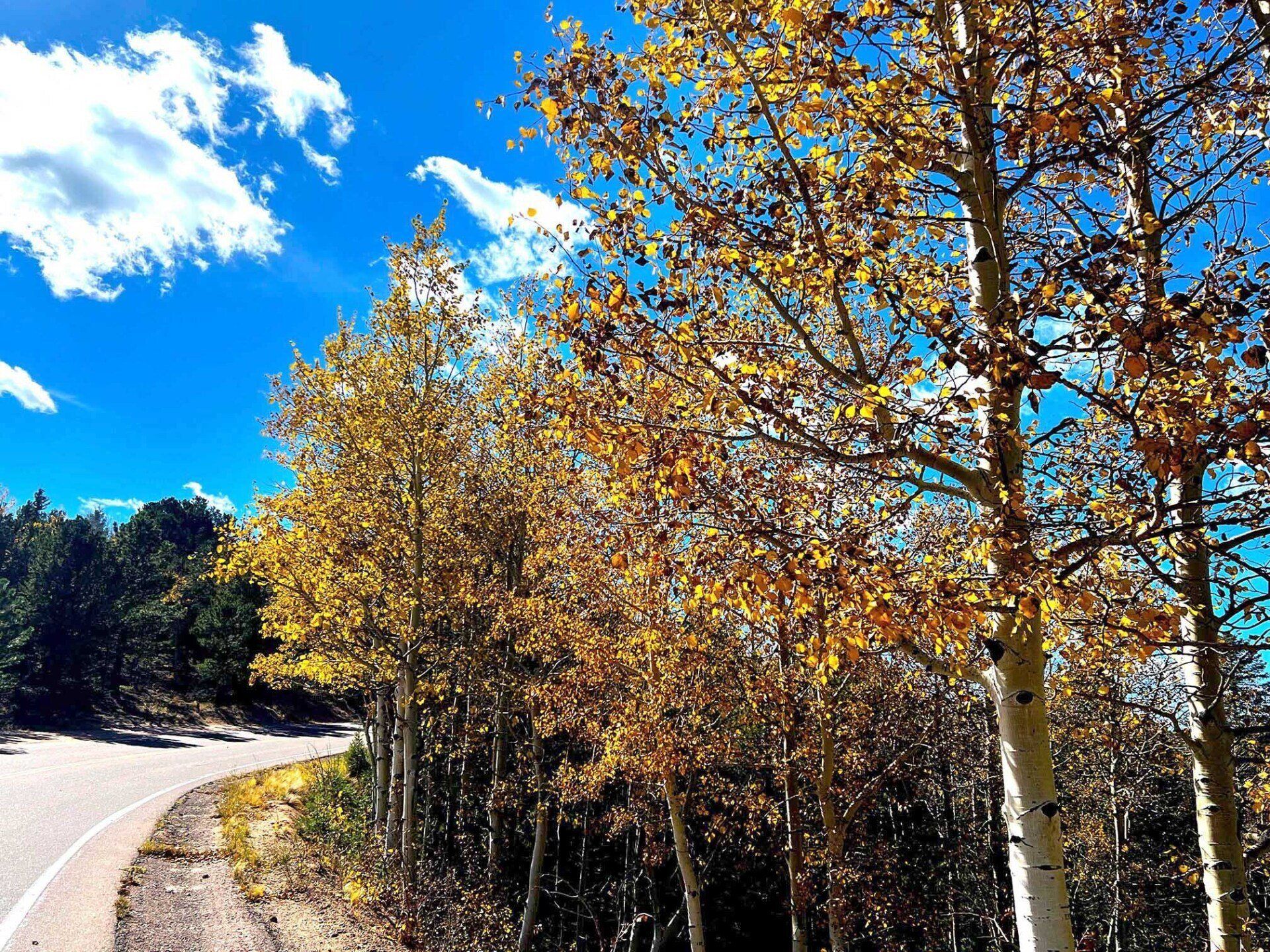 Aspens