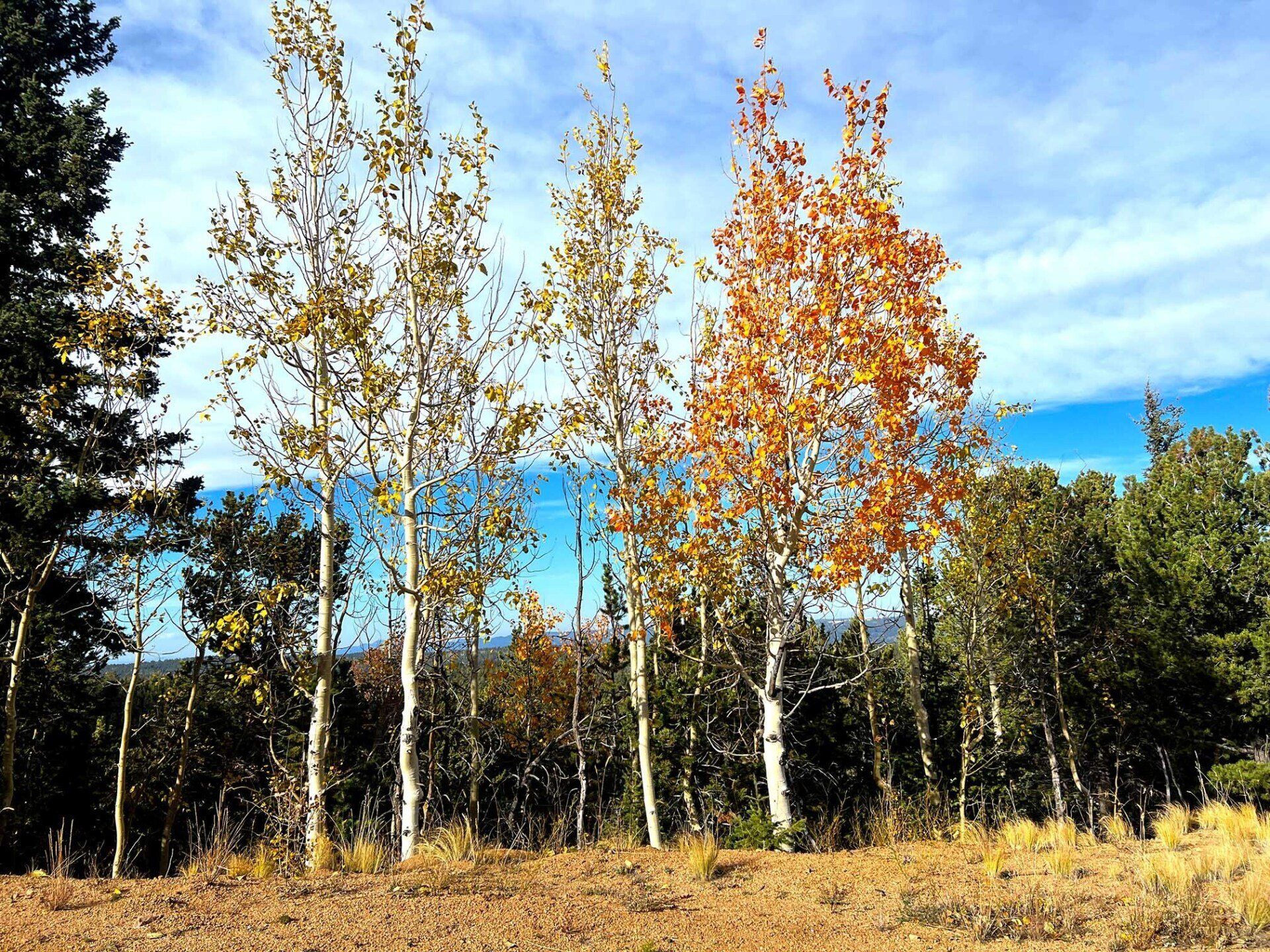 Aspens