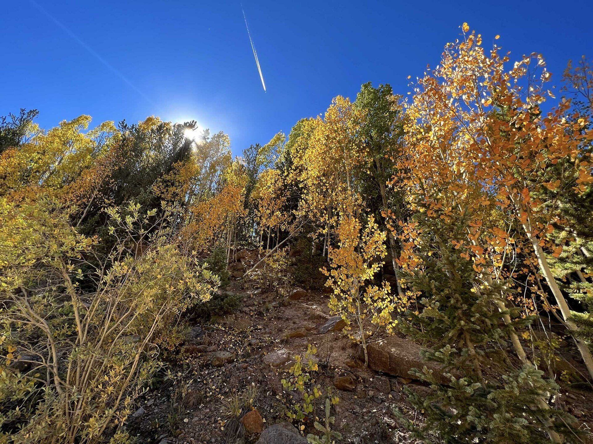 Aspens
