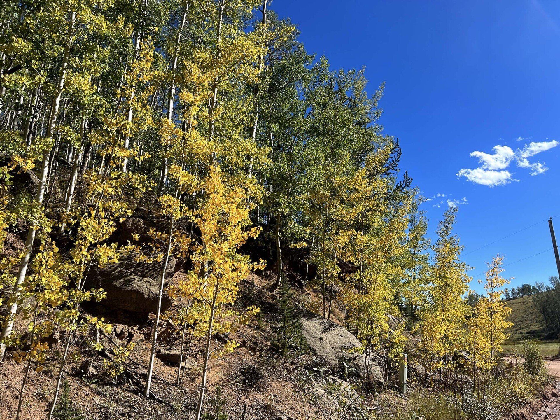 Aspens