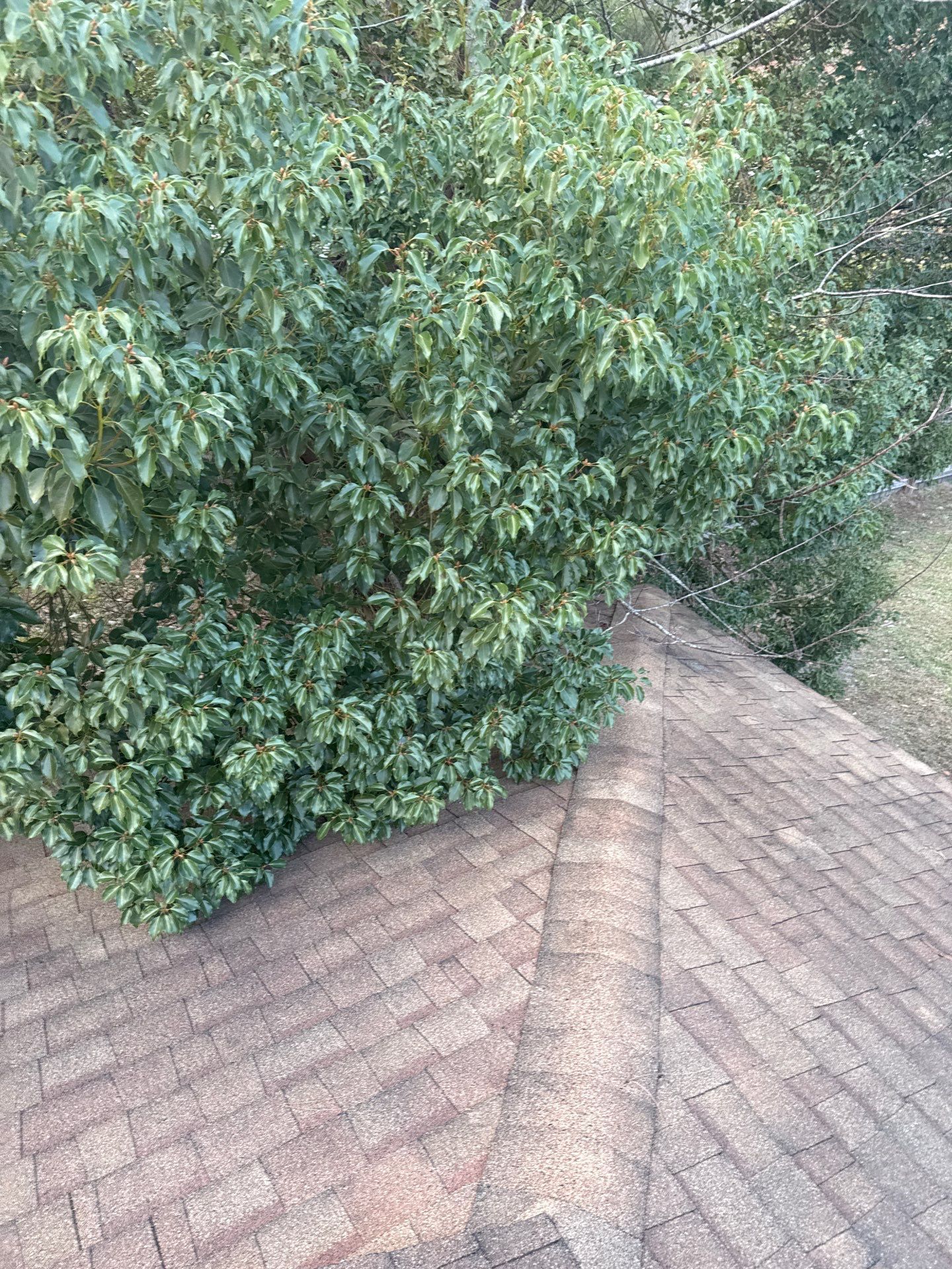 Green foliage overhanging a brown shingled roof.