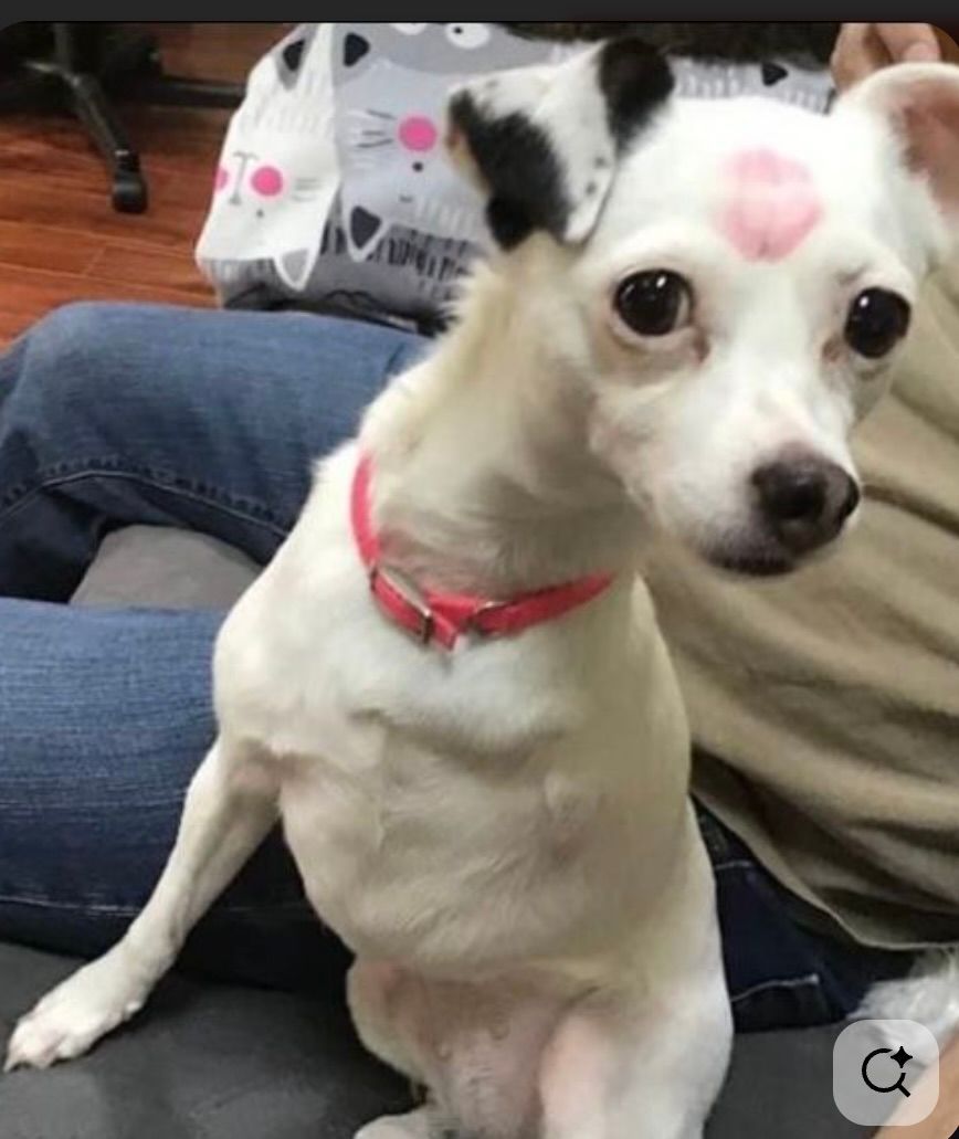 White dog with black ear spots, pink collar, and kiss mark on forehead. White dog with black ear spots, pink collar, and kiss mark on forehead.