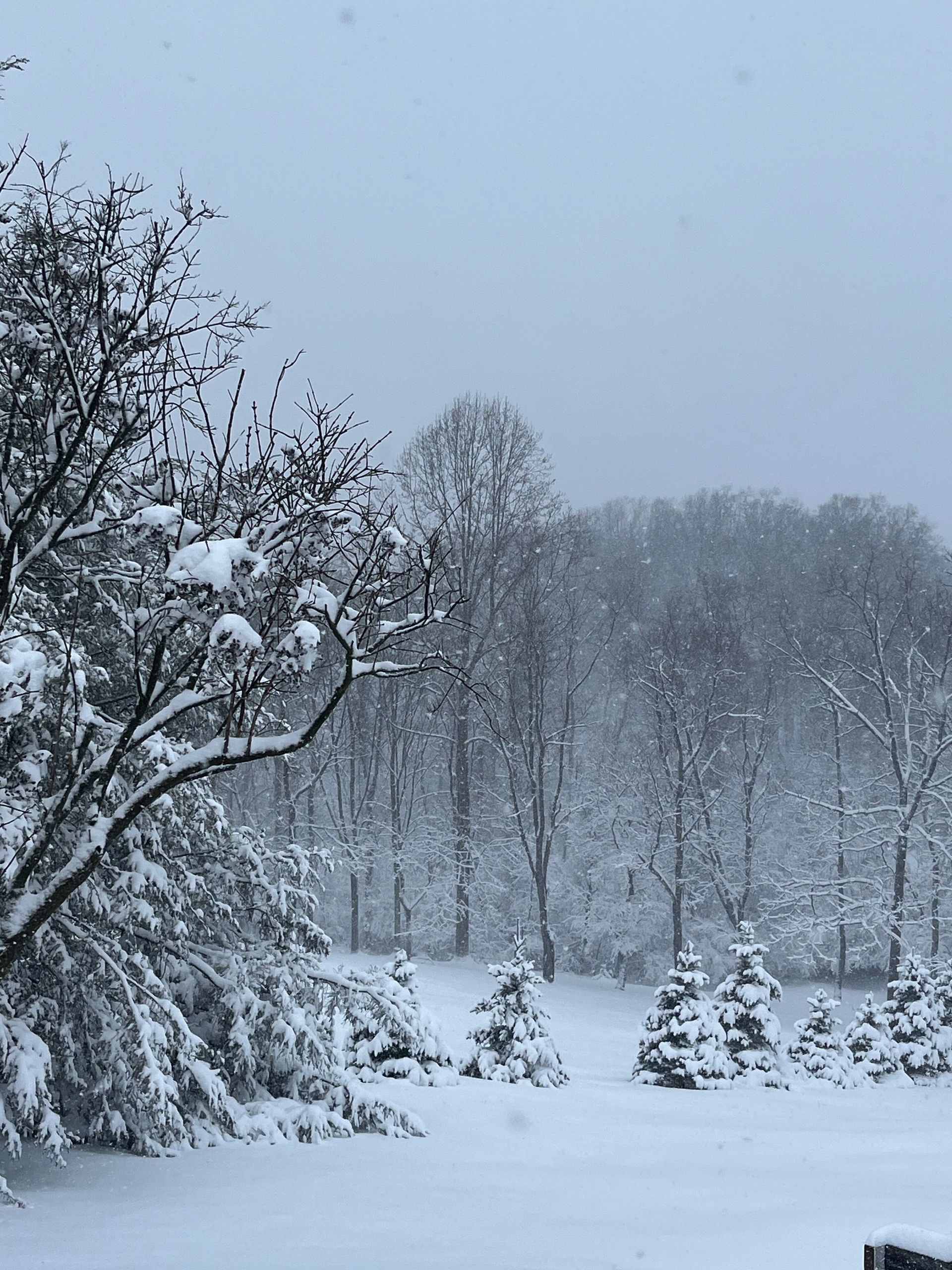 A snowy forest with trees covered in snow